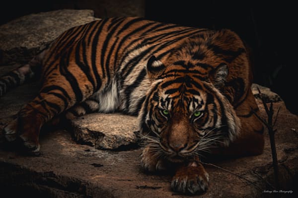 Wildlife 