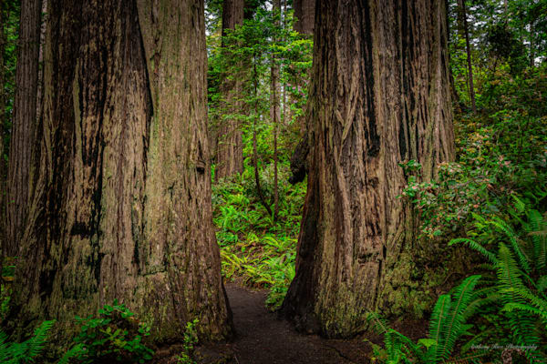 Pacific Northwest 