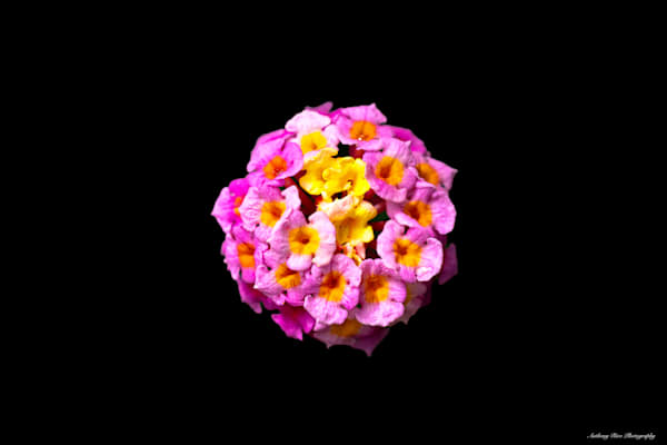 Tiny Lantana Flower Photography Art | SuavePhotos