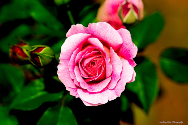 Rose Bloom In Portsmouth, Va Photography Art | SuavePhotos