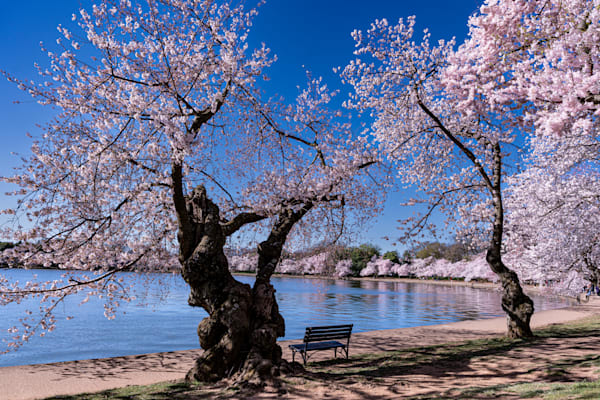 Washington D.C. Cherry Blossoms 