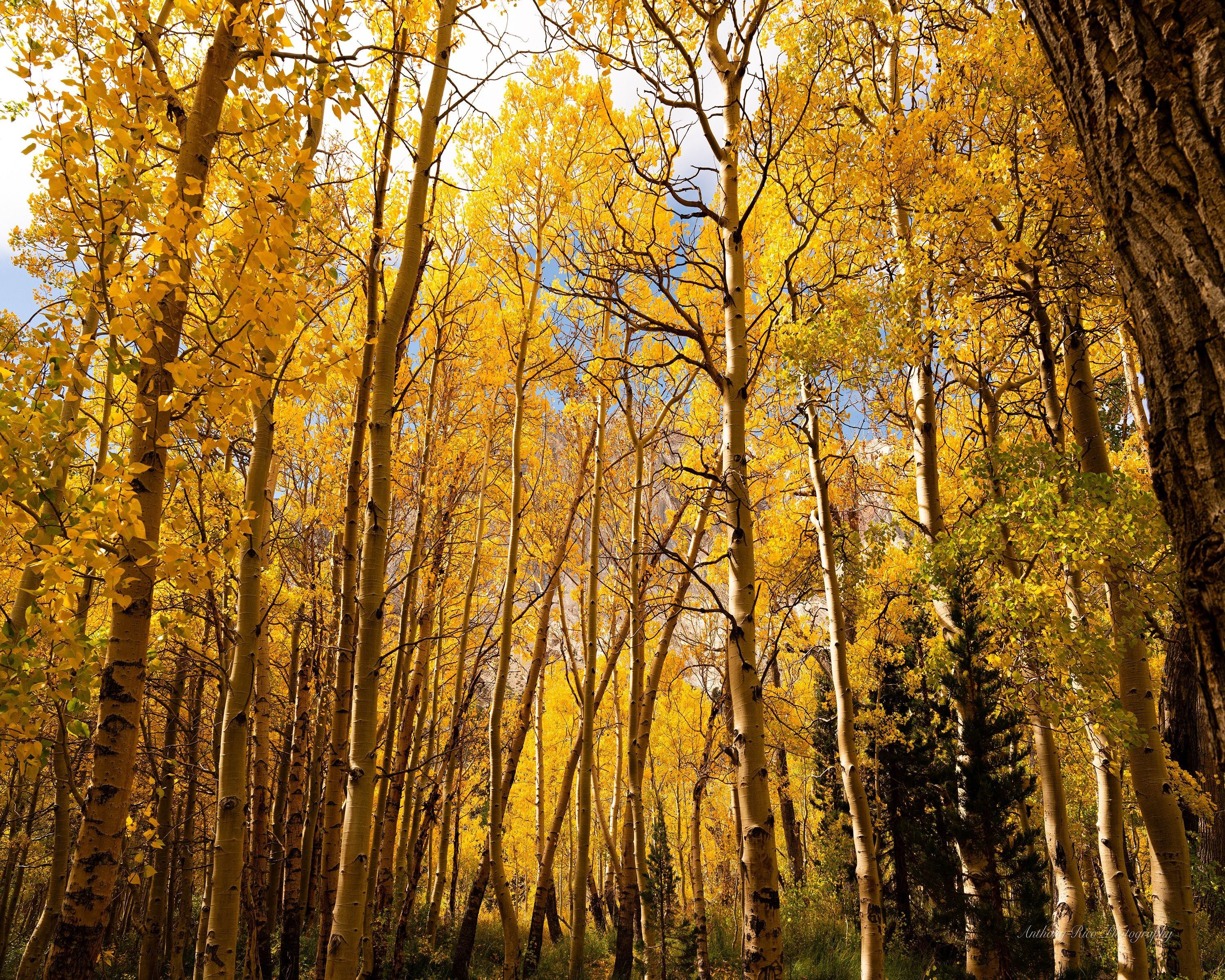 
        <div class='title'>
          Yellow Forest small 8x10
        </div>
       