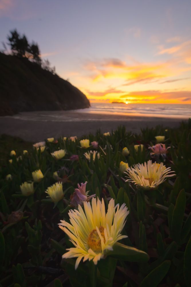 Sunset at Trinidad State Beach with Ice Plant Flowers