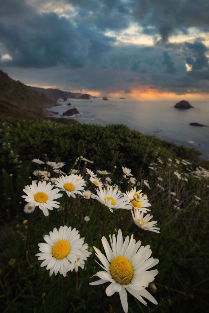 Coastal Daisies, Trinidad / Wild Daisies Above the Pacific