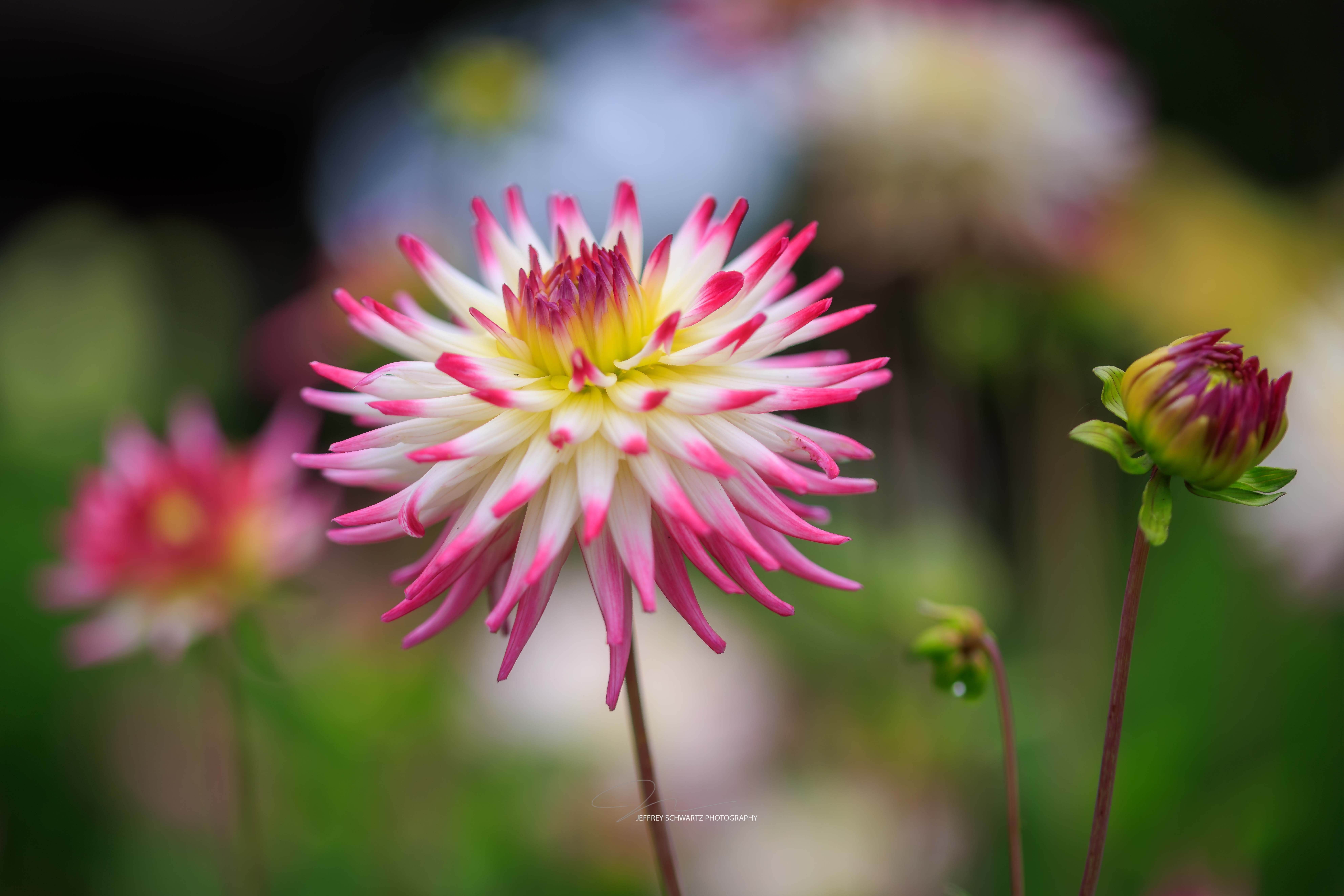 
        <div class='title'>
          image
        </div>
       
        <div class='description'>
          Dahlias in the Sequoia Park Garden in Eureka, California
        </div>
      