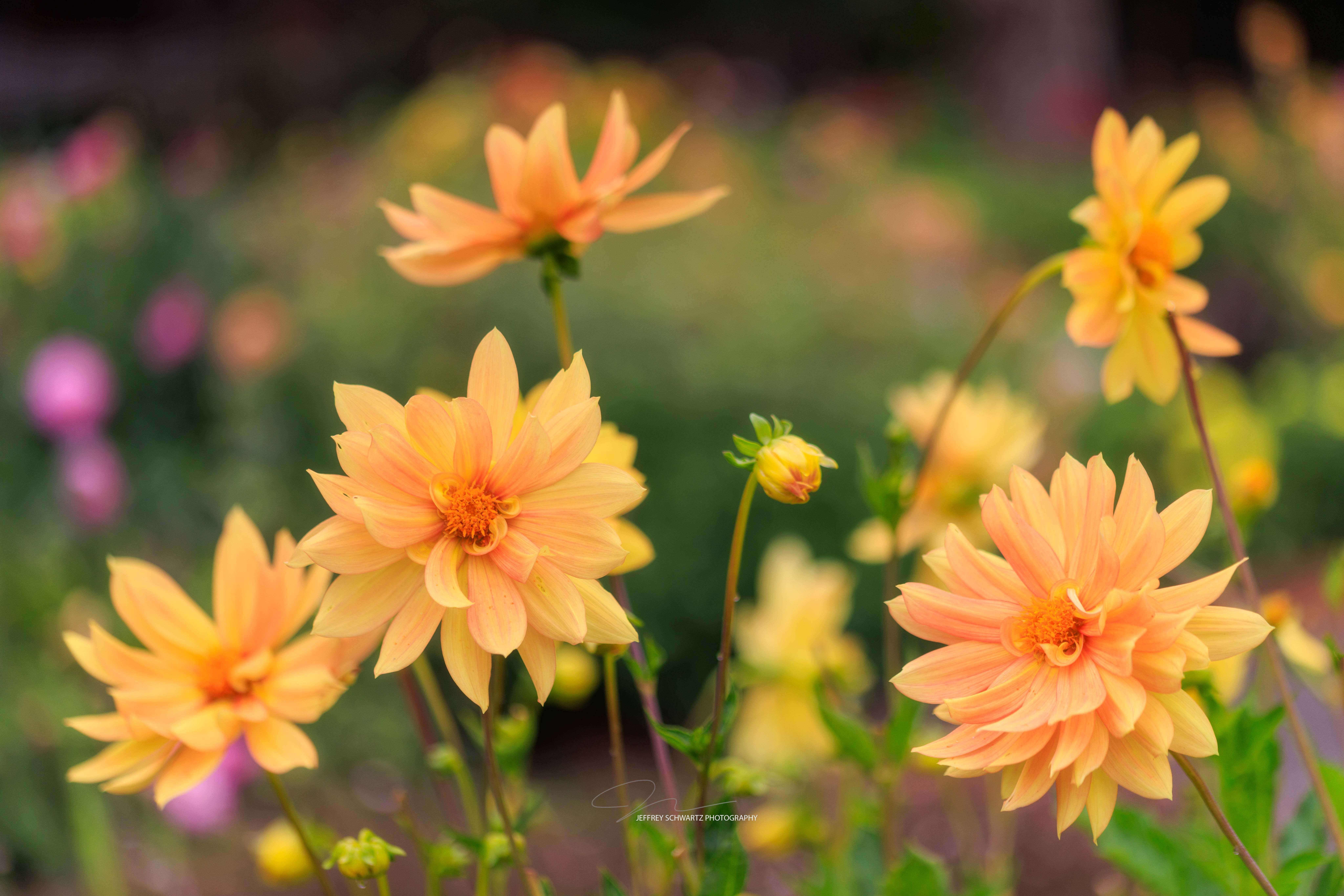 
        <div class='title'>
          image
        </div>
       
        <div class='description'>
          Yellow dahlias in the Sequoia Park Garden in Eureka, California
        </div>
      