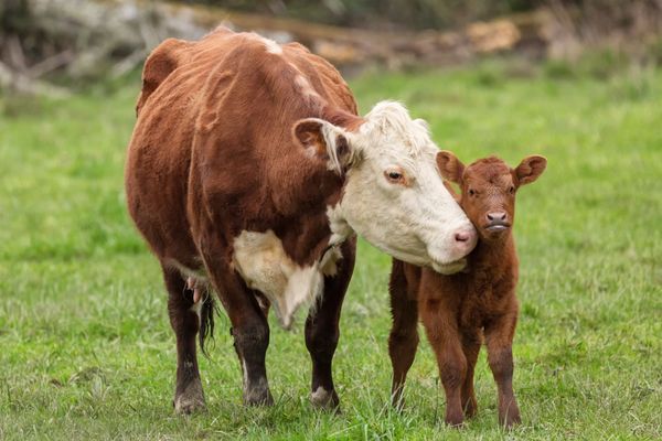 Cows