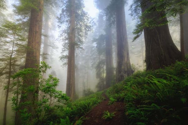 Foggy Forest