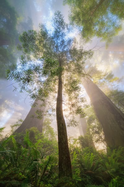 Light in the Forest