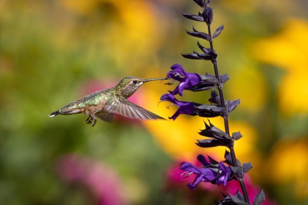Wildlife