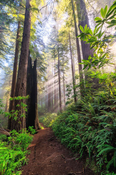 In the Woods | Jeffrey Schwartz Photography