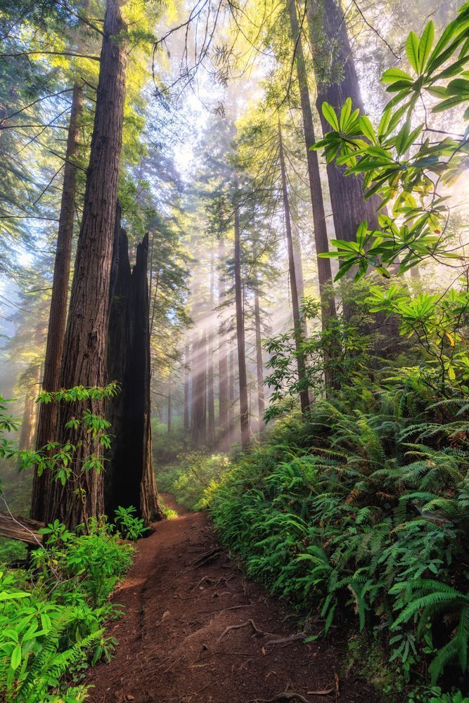 In the Woods | Jeffrey Schwartz Photography