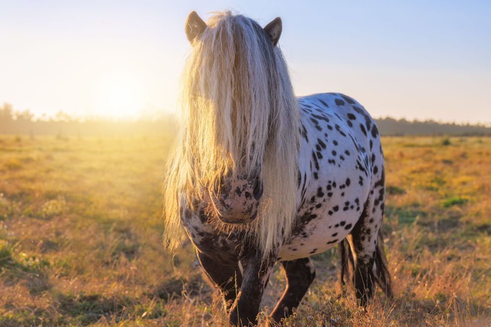 Robert the Mini Horse