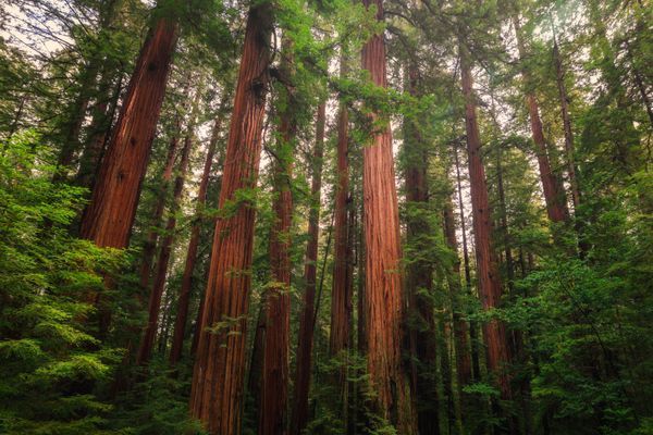 Forest Scenes