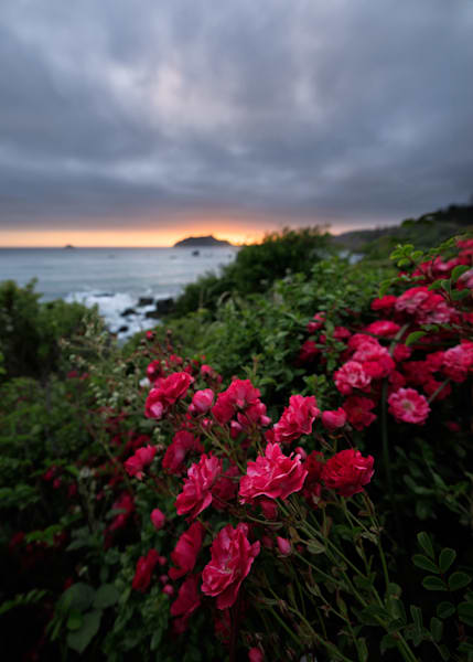 Wild Roses Overlooking the Pacific Ocean | Stunning Floral Photography