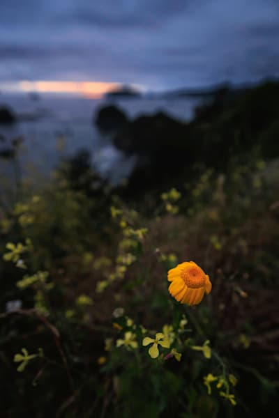 $50 Gift Card | Jeffrey Schwartz Photography