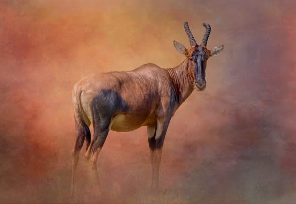 Topi Photography Art | Kim Clark