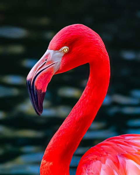Feeling Pink Photography Art | Kim Clark