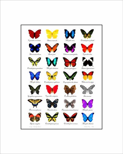 Butterfly Chart Art | Insectworks.com