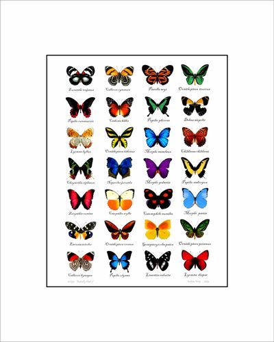 Butterfly Chart Art | Insectworks.com