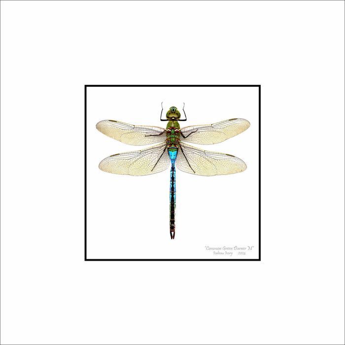 Common Green Darner (M) Art | Insectworks.com