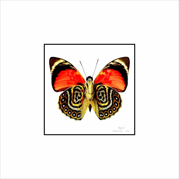 Butterfly prints Art | Insectworks.com
