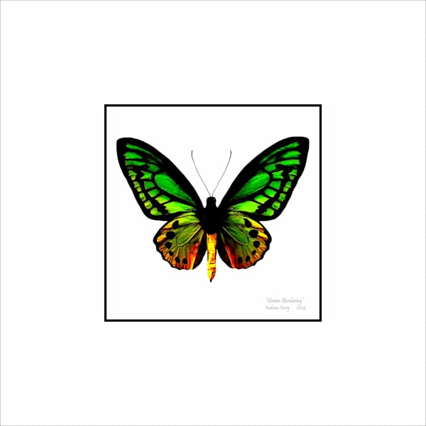 Butterfly prints Art | Insectworks.com