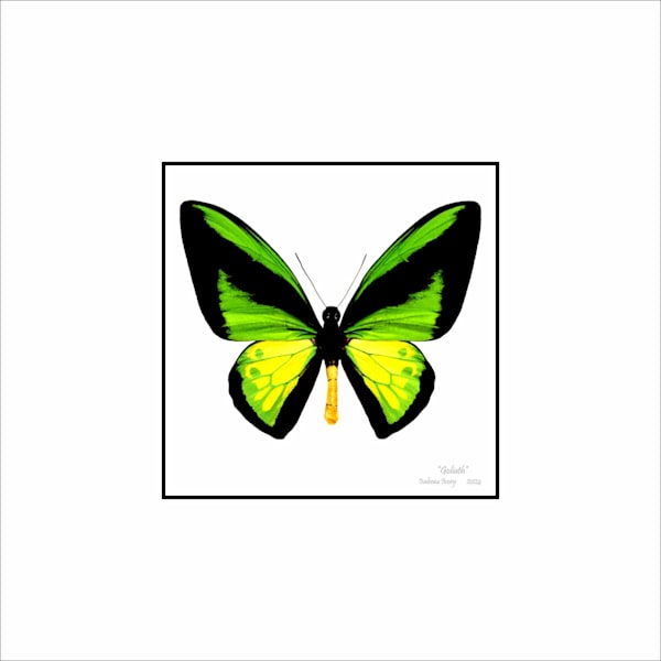 Butterfly prints Art | Insectworks.com