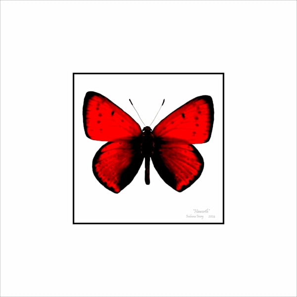 Butterfly prints Art | Insectworks.com