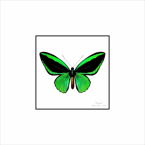 Butterfly prints Art | Insectworks.com