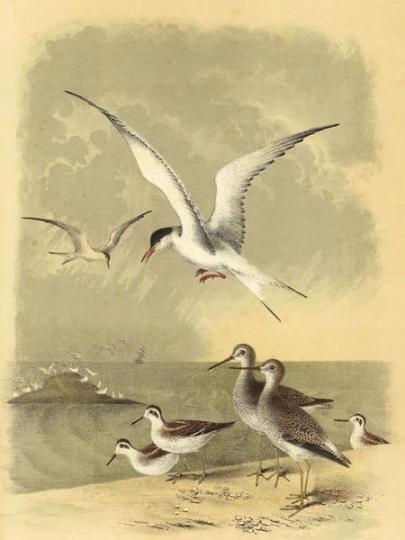 Coastal Dwellers I