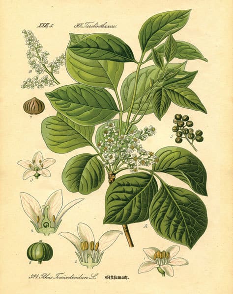 Botanical II