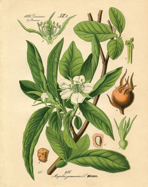 Botanical I