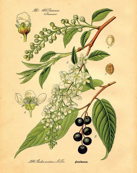 Botanical IV
