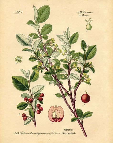Botanical III