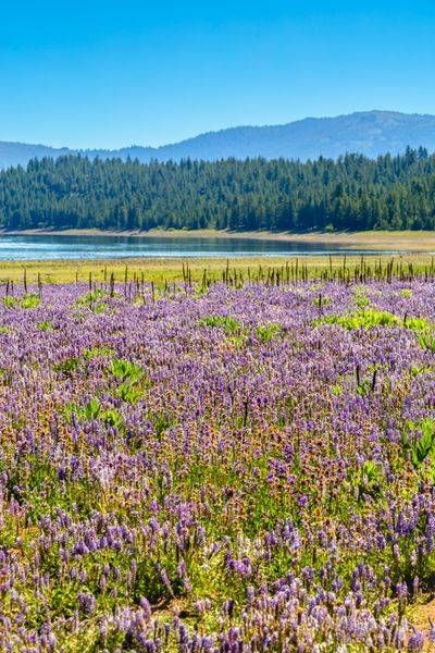 Wildflowers at Stampede Reservoir 1