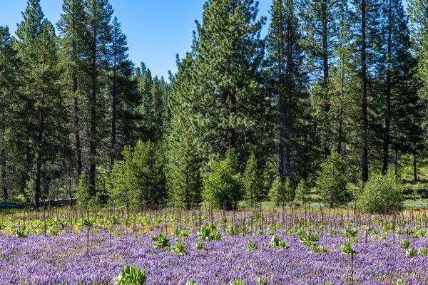 Wildflowers at Stampede Reservoir 2