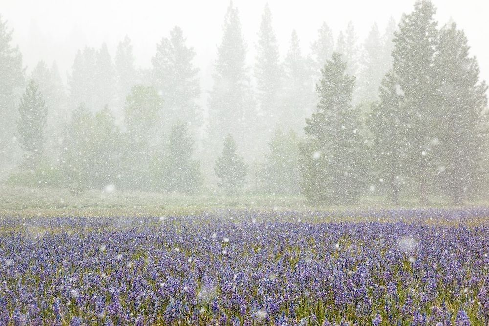 "Snowy Sagehen Meadows 2" - Camas wildflowers photographed during an unexpected late spring snowstorm at Sagehen Meadows, near Truckee, California. The window for this shot was about 30 minutes before the snow crushed the flowers flat.