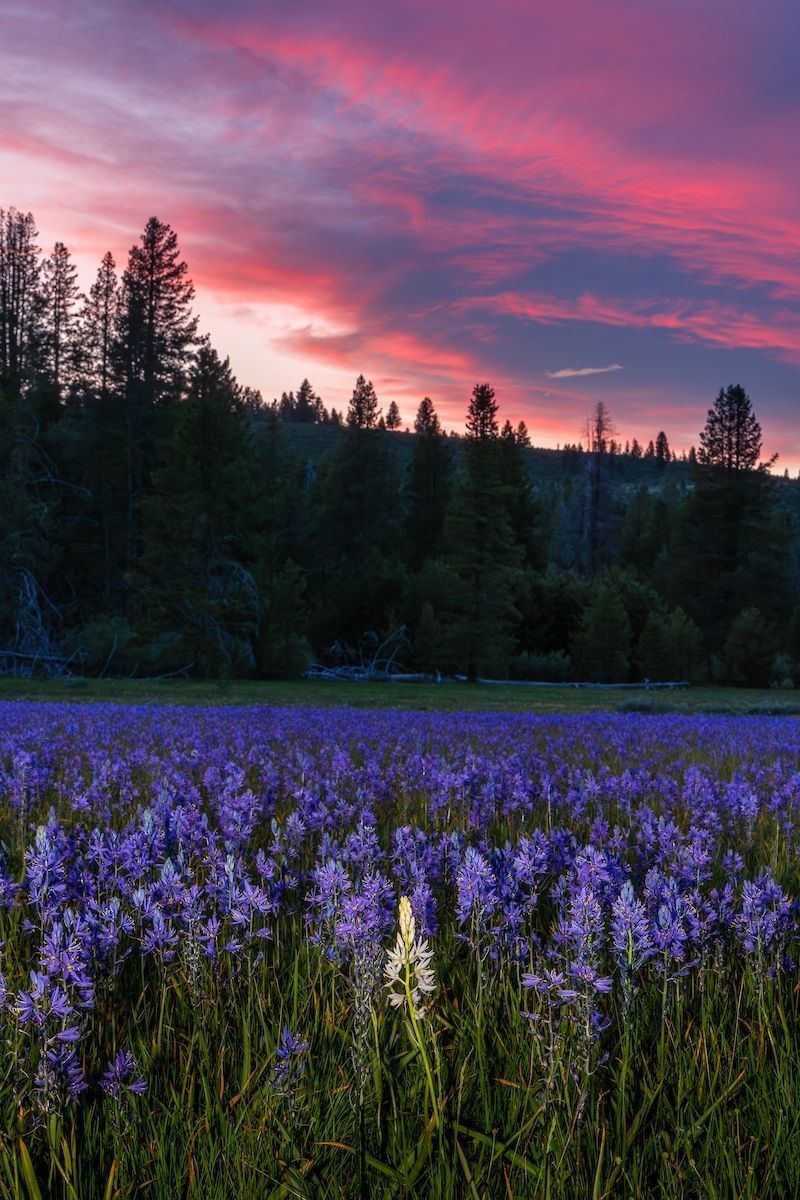 "Sagehen Meadows Sunset 11" - A rare white Camas flower stands centered among a sea of vibrant purple blooms at Sagehen Meadows near Truckee, California, beneath a dramatic sunset sky of deep pink and purple clouds.