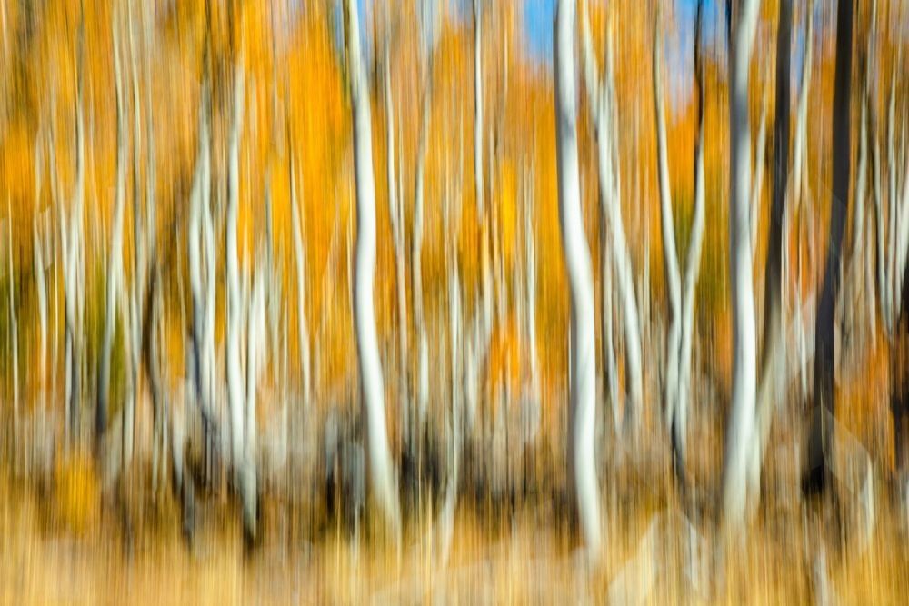 Autumn Abstract 2 — intentional camera movement transforms a stand of aspens into something closer to a painting than a photograph.