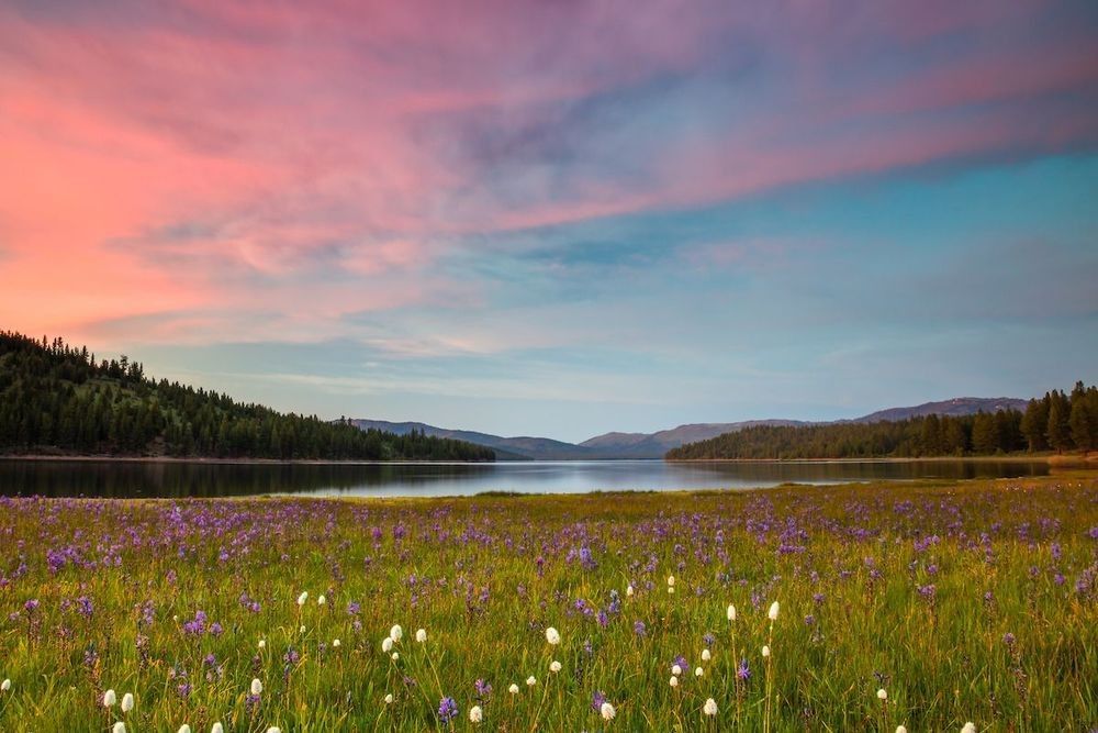 "Sagehen Meadows Sunset 3" - An unexpected spectacular sunset over the Camas wildflowers at Sagehen Meadows, near Truckee, California.