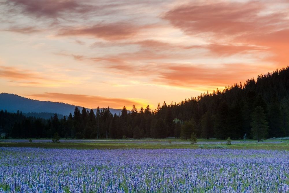 "Sagehen Meadows Sunrise 3" - Camas wildflowers in full bloom at Sagehen Meadows, near Truckee, California.