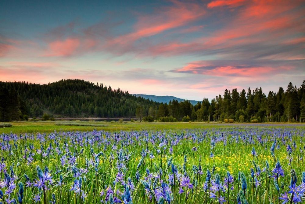 "Sagehen Meadows Sunset 10" - Sunset over the Camas bloom at Sagehen Meadows, near Truckee, California.