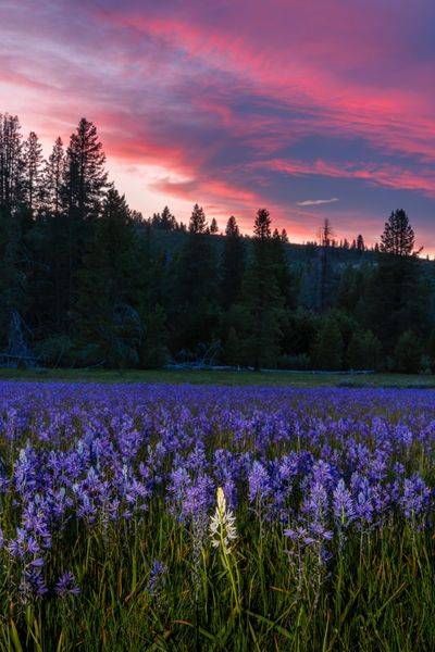 Sagehen Meadows Sunset 11