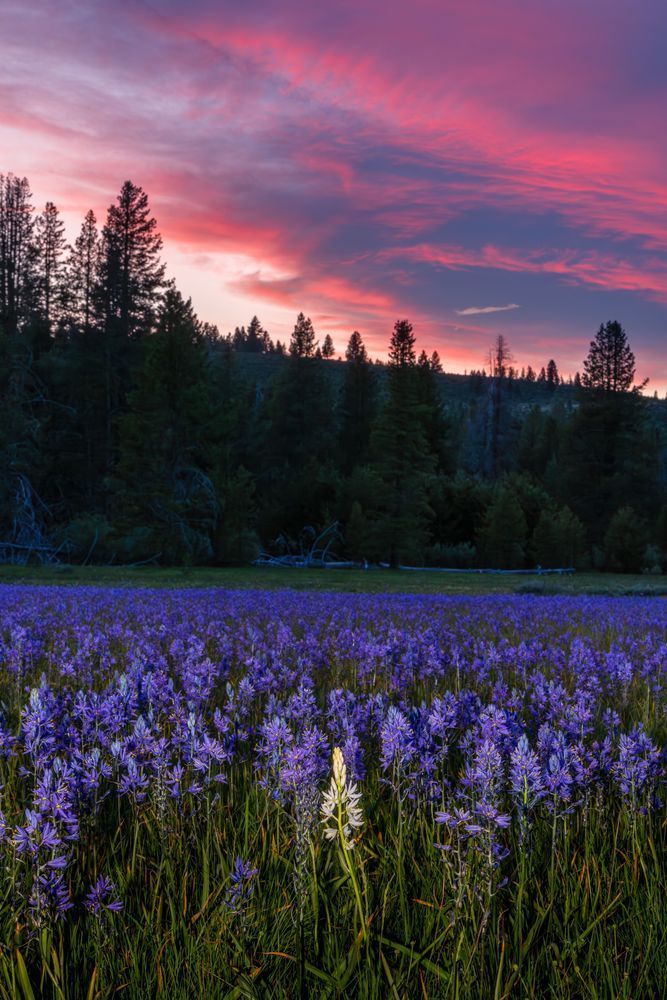 Sagehen Meadows Sunset 11