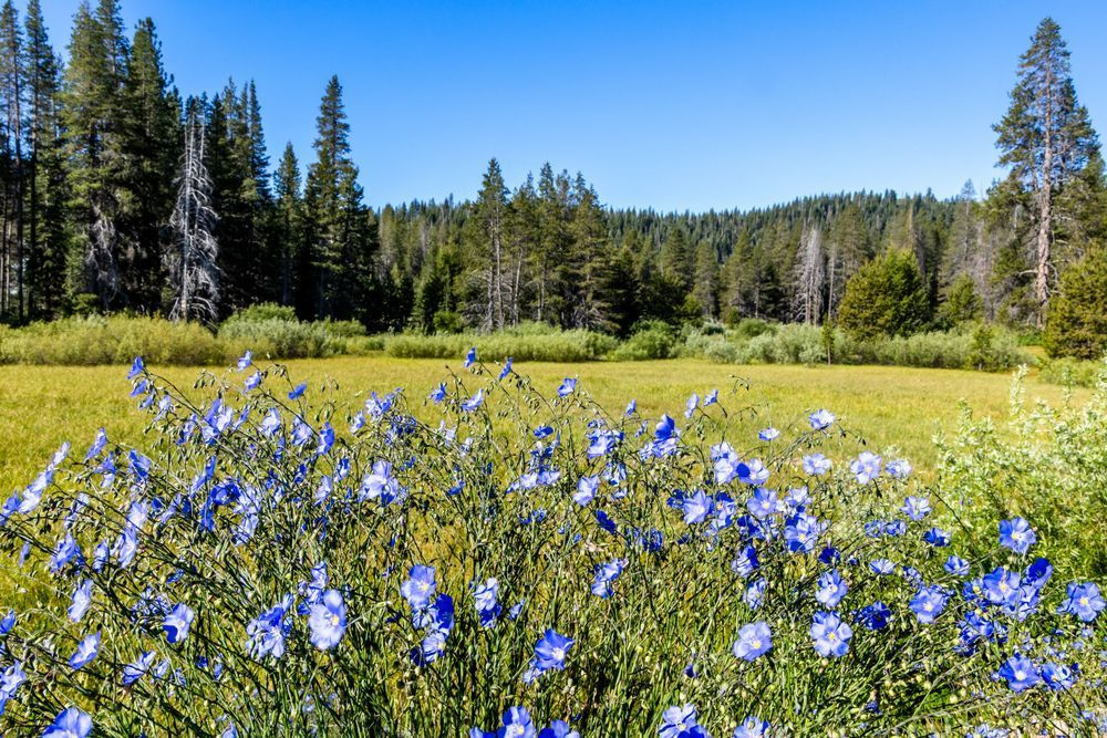 Blue Flax in Truckee 1