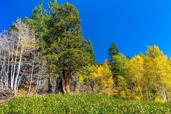 Autumn Aspens 18