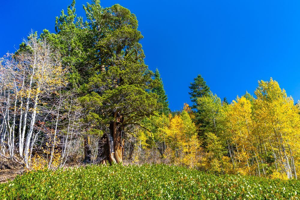 Autumn Aspens 18