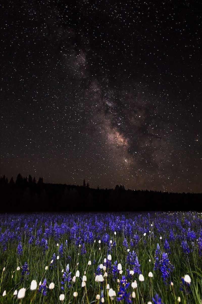 "Milky Way Above Sagehen Meadows 2"- The Milky Way above the Camas wildflowers at Sagehen Meadows — a headlamp was used to light paint the foreground flowers during this long exposure.