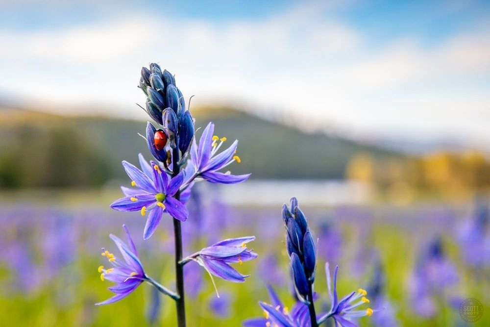"Camas at Sagehen Meadows 6" - A close look at Camas (Camassia) — a striking wildflower in the Asparagus family, despite what the old common name 'Camas lily' suggests